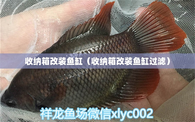 收納箱改裝魚缸（收納箱改裝魚缸過濾）