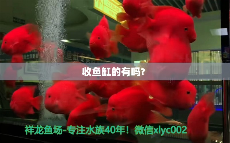 收魚缸的有嗎?  帝王血鉆