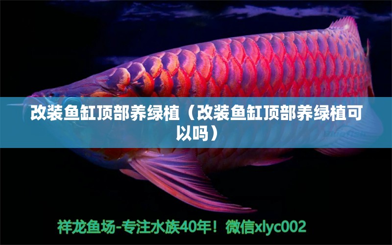 改裝魚(yú)缸頂部養(yǎng)綠植（改裝魚(yú)缸頂部養(yǎng)綠植可以嗎）