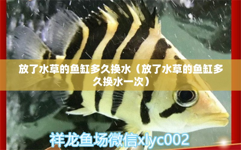 放了水草的魚缸多久換水（放了水草的魚缸多久換水一次） 水草