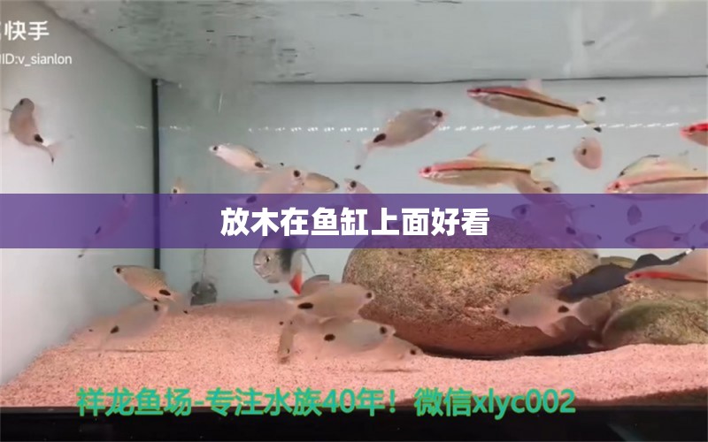 放木在魚缸上面好看