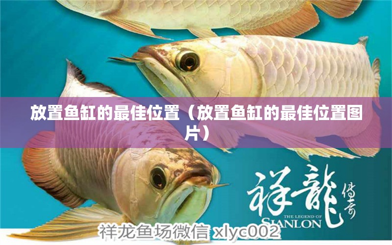 放置魚缸的最佳位置（放置魚缸的最佳位置圖片）