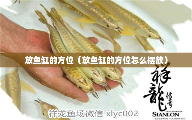 放魚缸的方位（放魚缸的方位怎么擺放）