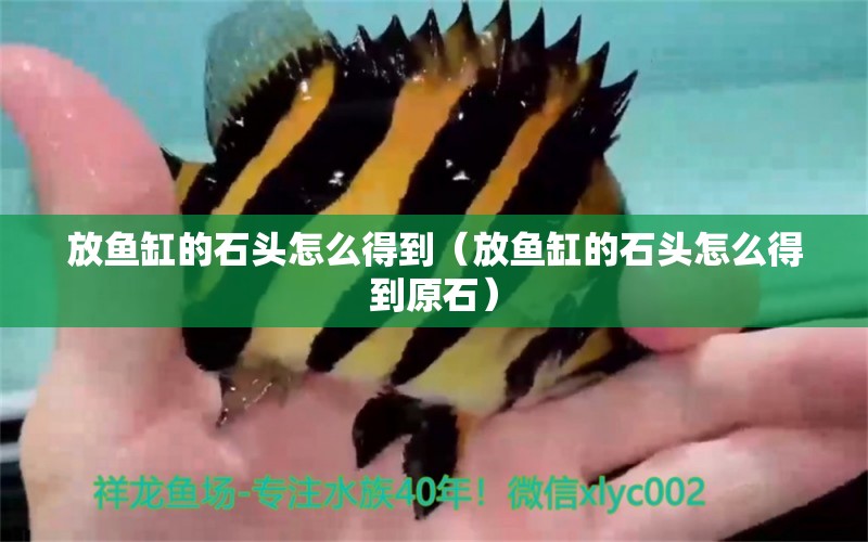 放魚缸的石頭怎么得到（放魚缸的石頭怎么得到原石）