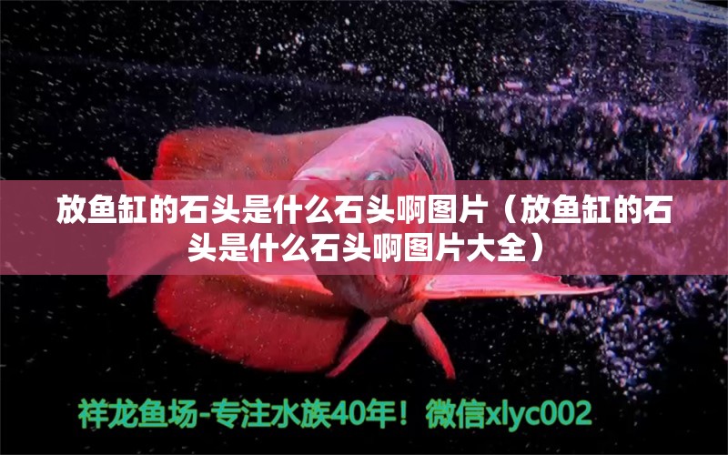 放魚缸的石頭是什么石頭啊圖片（放魚缸的石頭是什么石頭啊圖片大全） 水族品牌