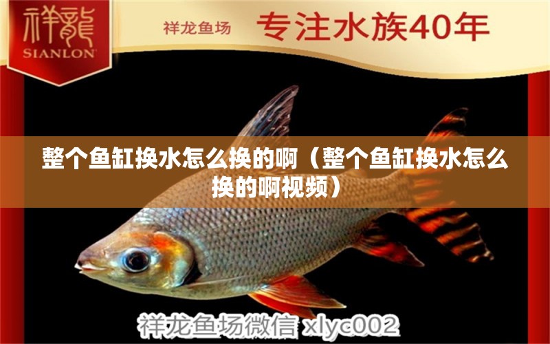 整個(gè)魚(yú)缸換水怎么換的啊（整個(gè)魚(yú)缸換水怎么換的啊視頻） 祥龍水族醫(yī)院