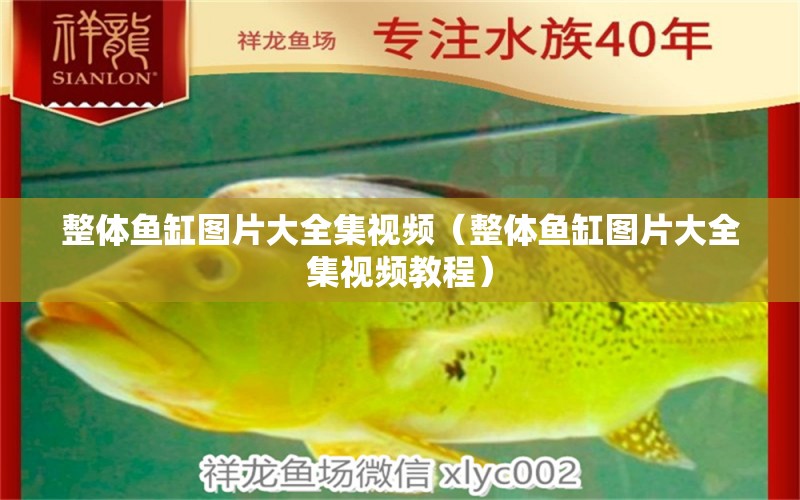 整體魚缸圖片大全集視頻（整體魚缸圖片大全集視頻教程）