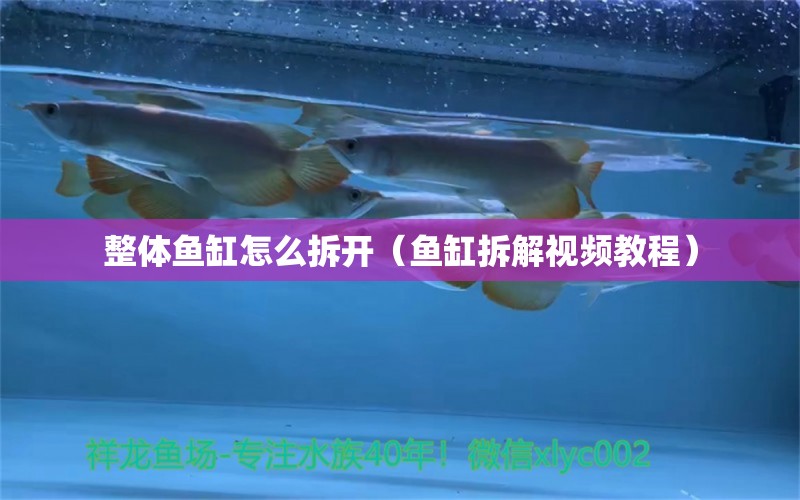 整體魚缸怎么拆開（魚缸拆解視頻教程） 觀賞魚百科