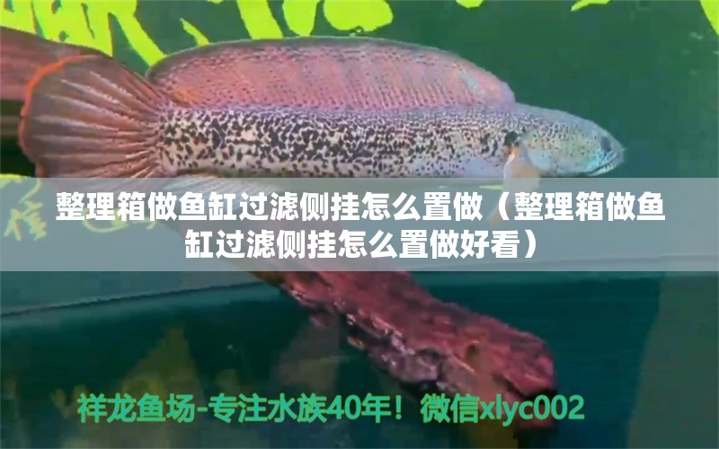 整理箱做魚缸過濾側掛怎么置做（整理箱做魚缸過濾側掛怎么置做好看）