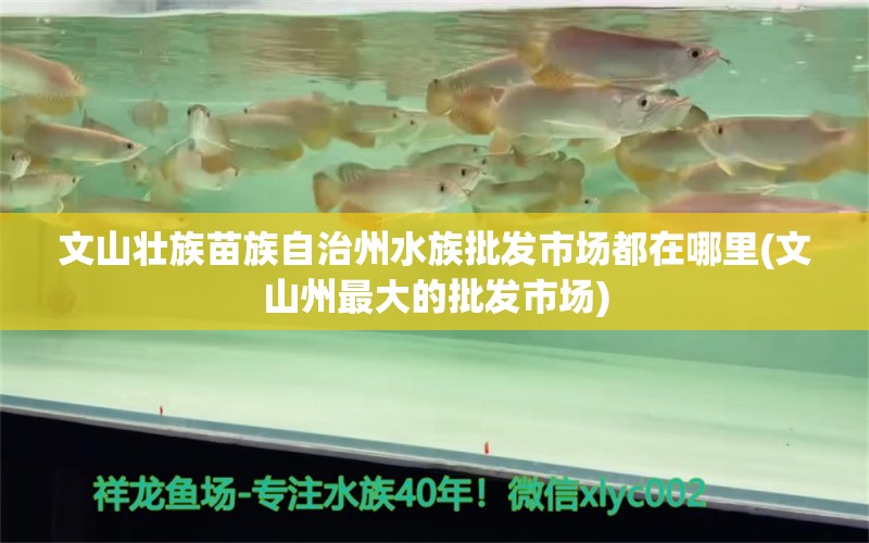 文山壯族苗族自治州水族批發(fā)市場(chǎng)都在哪里(文山州最大的批發(fā)市場(chǎng)) 觀賞魚水族批發(fā)市場(chǎng)