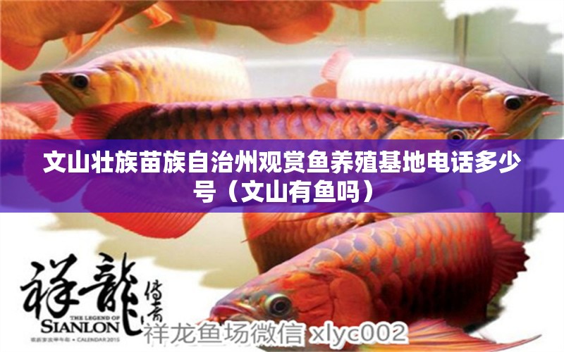 文山壯族苗族自治州觀賞魚養(yǎng)殖基地電話多少號（文山有魚嗎） 細(xì)線銀板魚苗