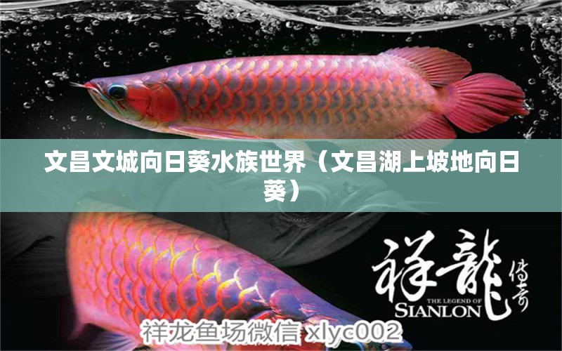 文昌文城向日葵水族世界（文昌湖上坡地向日葵）