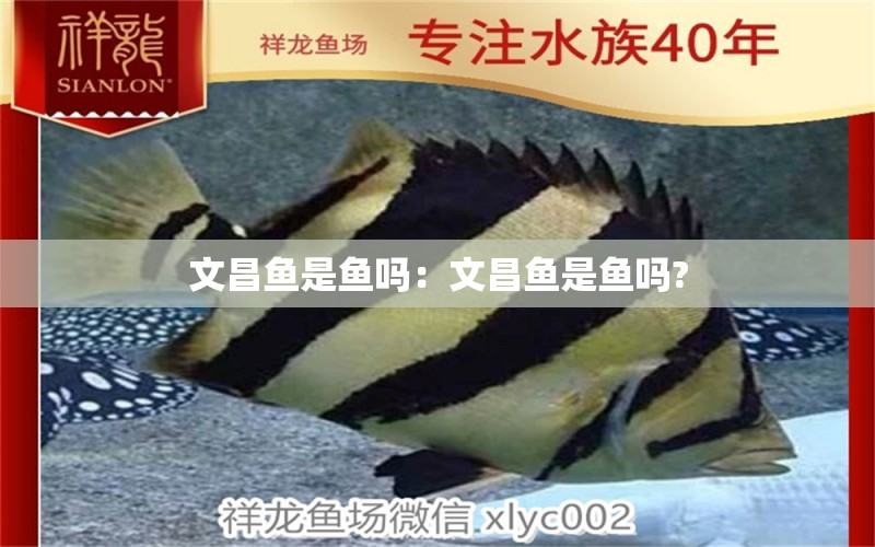 文昌魚是魚嗎：文昌魚是魚嗎? 印尼小紅龍