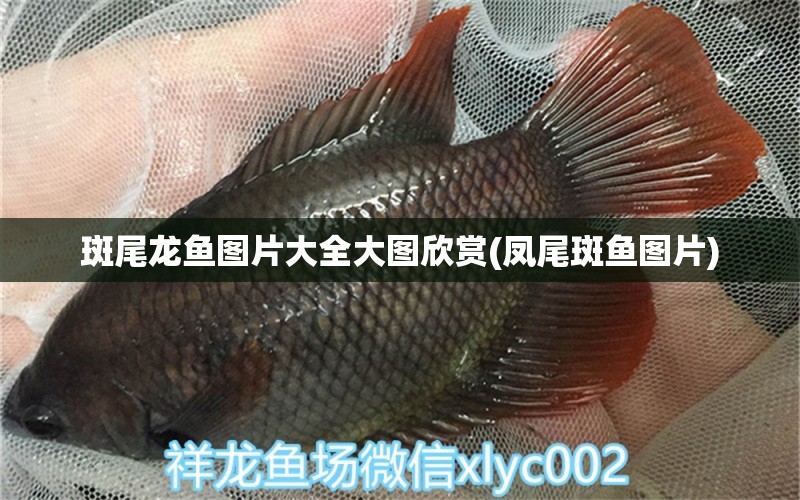 斑尾龍魚圖片大全大圖欣賞(鳳尾斑魚圖片)