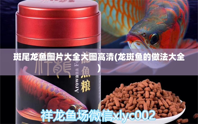 斑尾龍魚(yú)圖片大全大圖高清(龍斑魚(yú)的做法大全)