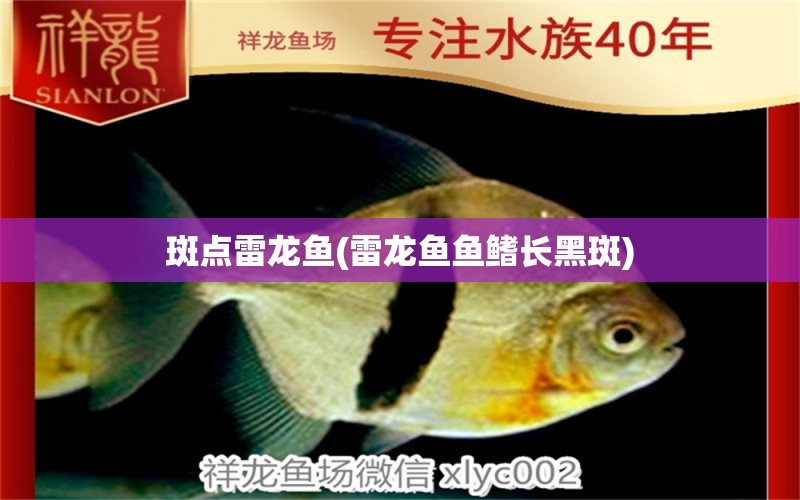 斑點雷龍魚(雷龍魚魚鰭長黑斑) 刀魚魚