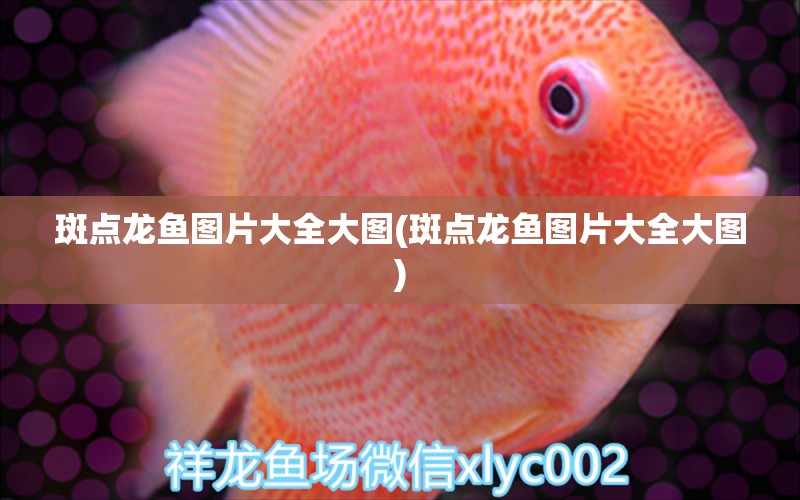 斑點龍魚圖片大全大圖(斑點龍魚圖片大全大圖) 高背金龍魚