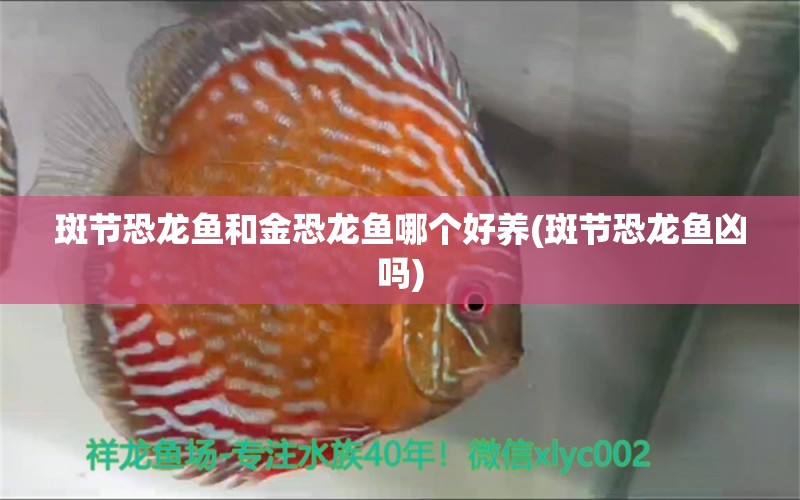 斑節(jié)恐龍魚和金恐龍魚哪個好養(yǎng)(斑節(jié)恐龍魚兇嗎) 紅頭利魚