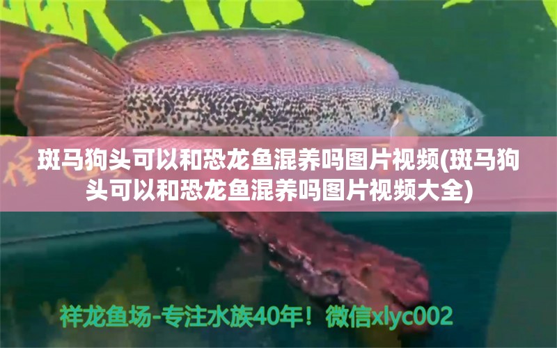 斑馬狗頭可以和恐龍魚混養(yǎng)嗎圖片視頻(斑馬狗頭可以和恐龍魚混養(yǎng)嗎圖片視頻大全)