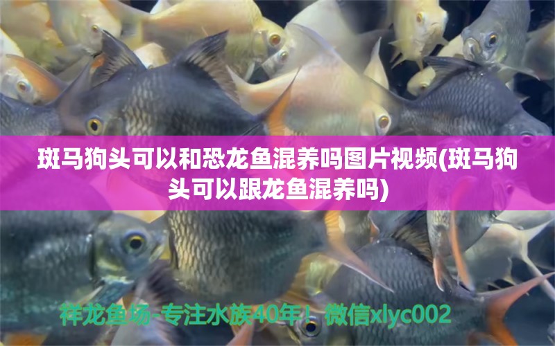 斑馬狗頭可以和恐龍魚混養(yǎng)嗎圖片視頻(斑馬狗頭可以跟龍魚混養(yǎng)嗎)