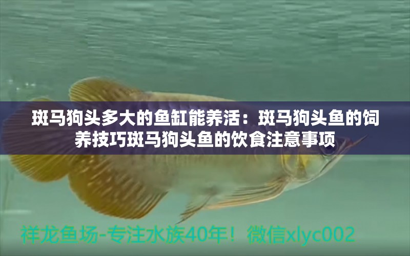 斑馬狗頭多大的魚缸能養(yǎng)活：斑馬狗頭魚的飼養(yǎng)技巧斑馬狗頭魚的飲食注意事項 斑馬狗頭魚 第2張