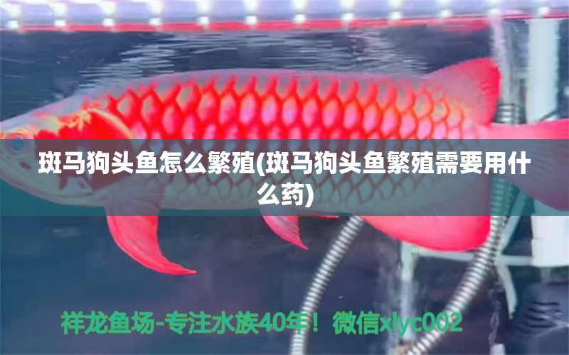 斑馬狗頭魚怎么繁殖(斑馬狗頭魚繁殖需要用什么藥) 斑馬狗頭魚