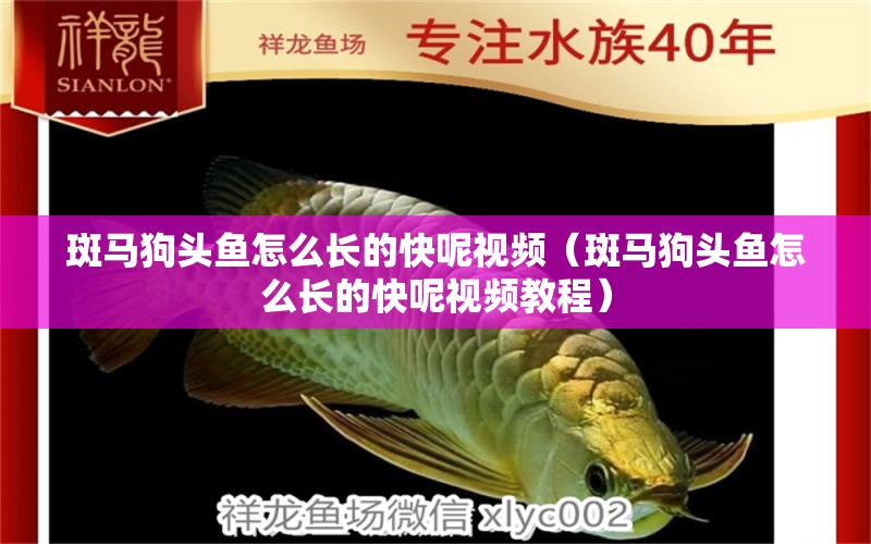 斑馬狗頭魚怎么長的快呢視頻（斑馬狗頭魚怎么長的快呢視頻教程） 斑馬狗頭魚