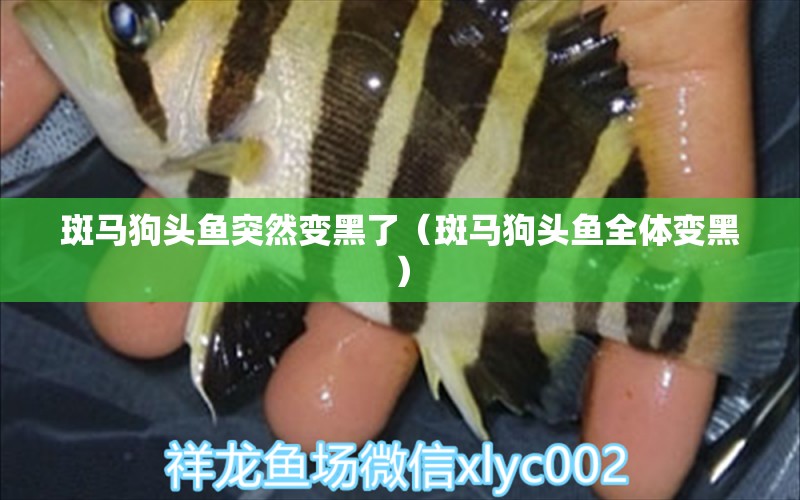 斑馬狗頭魚突然變黑了（斑馬狗頭魚全體變黑）