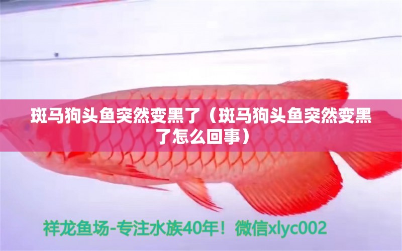 斑馬狗頭魚突然變黑了（斑馬狗頭魚突然變黑了怎么回事）