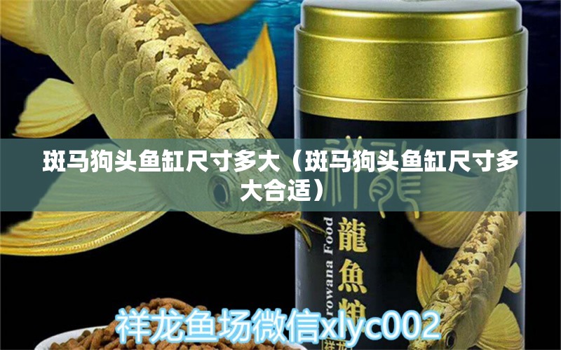 斑馬狗頭魚缸尺寸多大（斑馬狗頭魚缸尺寸多大合適）