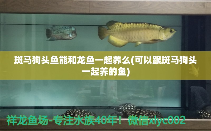 斑馬狗頭魚能和龍魚一起養(yǎng)么(可以跟斑馬狗頭一起養(yǎng)的魚) 斑馬狗頭魚