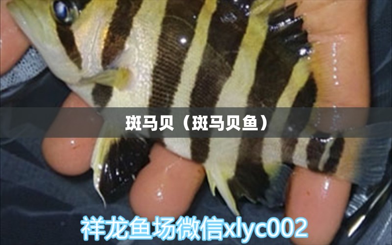 斑馬貝（斑馬貝魚） 觀賞魚