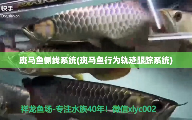 斑馬魚側(cè)線系統(tǒng)(斑馬魚行為軌跡跟蹤系統(tǒng))