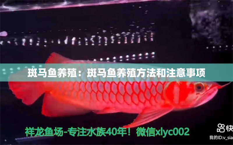 斑馬魚養(yǎng)殖：斑馬魚養(yǎng)殖方法和注意事項