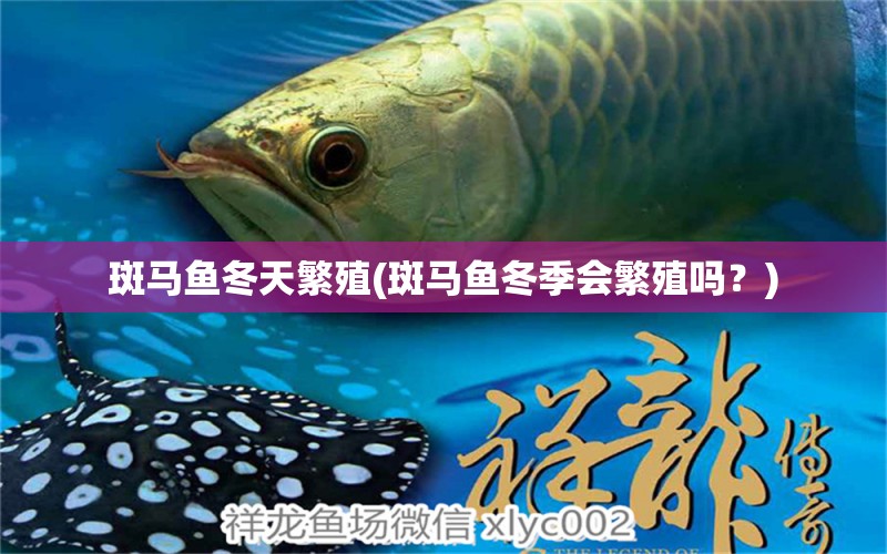 斑馬魚冬天繁殖(斑馬魚冬季會繁殖嗎？)