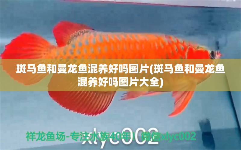 斑馬魚和曼龍魚混養(yǎng)好嗎圖片(斑馬魚和曼龍魚混養(yǎng)好嗎圖片大全)