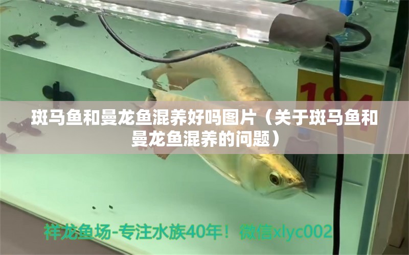 斑馬魚和曼龍魚混養(yǎng)好嗎圖片（關(guān)于斑馬魚和曼龍魚混養(yǎng)的問題）