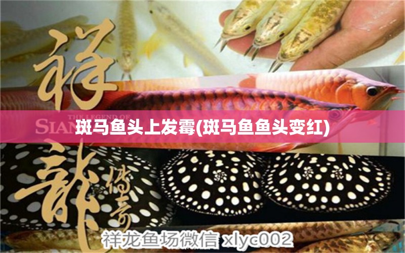 斑馬魚(yú)頭上發(fā)霉(斑馬魚(yú)魚(yú)頭變紅) 七紋巨鯉魚(yú)