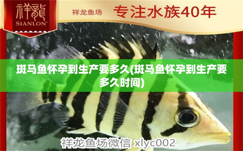 斑馬魚懷孕到生產(chǎn)要多久(斑馬魚懷孕到生產(chǎn)要多久時間) 一眉道人魚苗