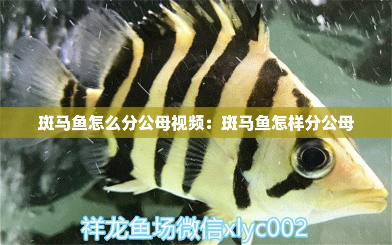 斑馬魚怎么分公母視頻：斑馬魚怎樣分公母