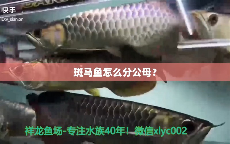 斑馬魚怎么分公母？