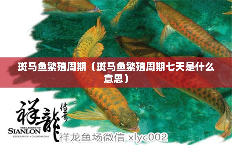 斑馬魚繁殖周期（斑馬魚繁殖周期七天是什么意思） 祥龍水族醫(yī)院