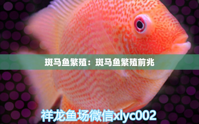 斑馬魚繁殖：斑馬魚繁殖前兆