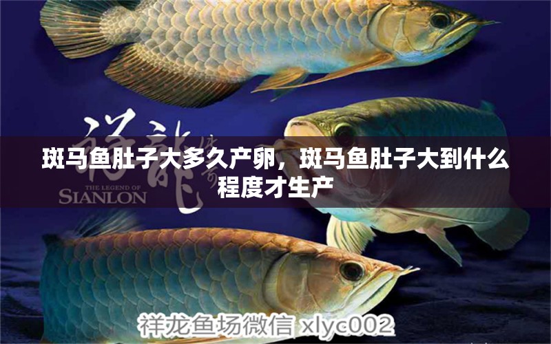 斑馬魚肚子大多久產(chǎn)卵，斑馬魚肚子大到什么程度才生產(chǎn)