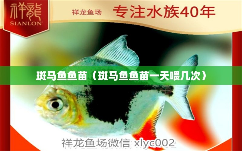 斑馬魚魚苗（斑馬魚魚苗一天喂幾次） 祥龍金禾金龍魚