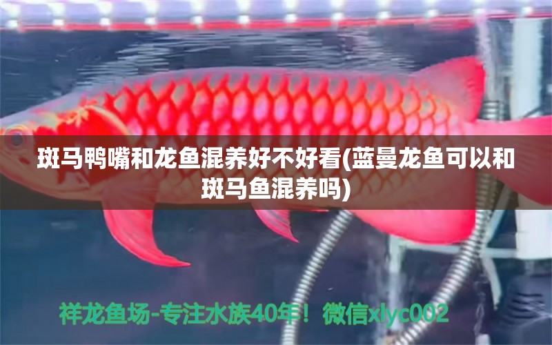 斑馬鴨嘴和龍魚混養(yǎng)好不好看(藍曼龍魚可以和斑馬魚混養(yǎng)嗎) 斑馬鴨嘴魚