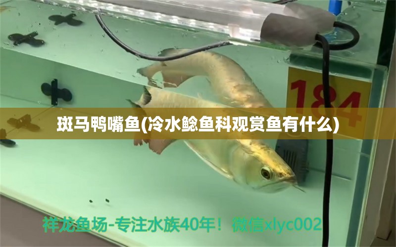 斑馬鴨嘴魚(冷水鯰魚科觀賞魚有什么) 斑馬鴨嘴魚