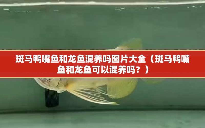 斑馬鴨嘴魚和龍魚混養(yǎng)嗎圖片大全（斑馬鴨嘴魚和龍魚可以混養(yǎng)嗎？） 水族問答 第1張