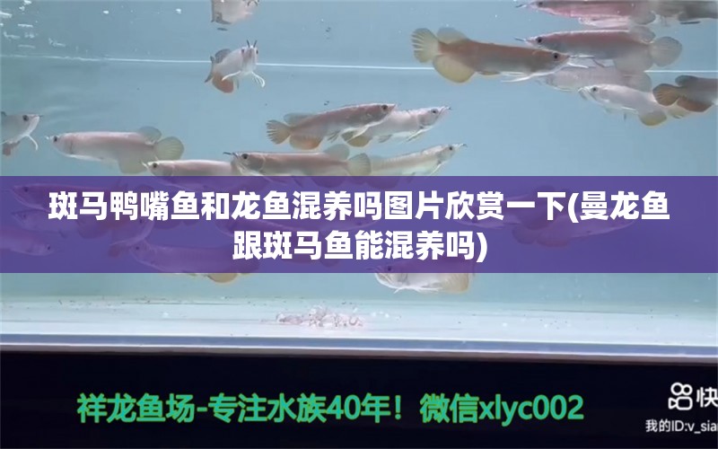 斑馬鴨嘴魚和龍魚混養(yǎng)嗎圖片欣賞一下(曼龍魚跟斑馬魚能混養(yǎng)嗎) 斑馬鴨嘴魚