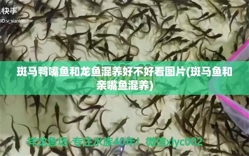 斑馬鴨嘴魚和龍魚混養(yǎng)好不好看圖片(斑馬魚和親嘴魚混養(yǎng)) 斑馬鴨嘴魚